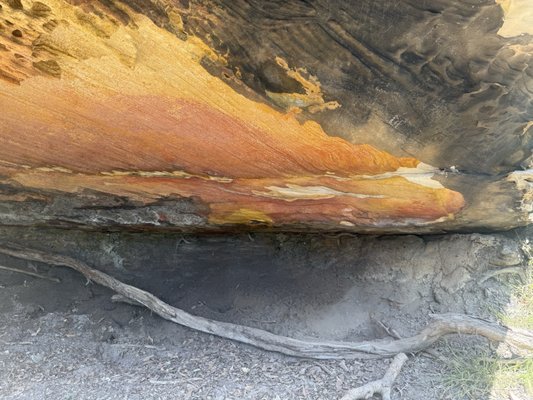 Bradleys Head Rd by null