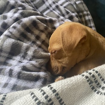 Deity Animal Rescue - Cutie - Pet Adoption Near Me Deity Animal Rescue - Cutie - Pet Adoption Near Me