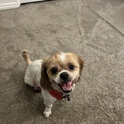 Waggin' Tails
