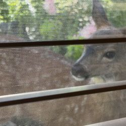 Karen Morgan Physical Therapy - Fawn peaking into the treatment room