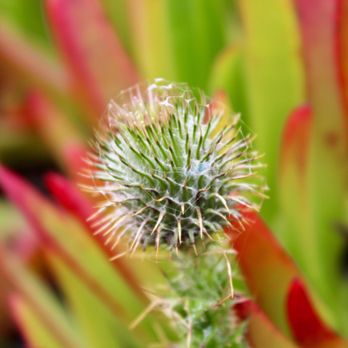 MacKerricher State Park - Milk Thistle enjoying the early afternoon mist. - Parks Near Me - Fort Bragg, California