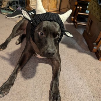 Monsoon Monkey - Handmade Snood for dog. - Gift Shops Near Me - Mt Lemmon, Arizona Monsoon Monkey - Handmade Snood for dog. - Gift Shops Near Me - Mt Lemmon, Arizona