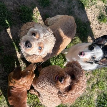The Grande Pawlace - Murphy and her besties! - Pet Groomers Near Me - Enterprise, Alabama The Grande Pawlace - Murphy and her besties! - Pet Groomers Near Me - Enterprise, Alabama
