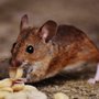Photo of Leitner's Quality Pest Control