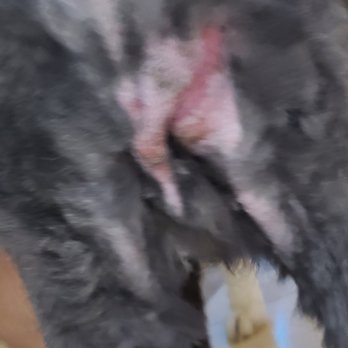 Elite Paw Spa - Pet Training Near Me - Chandler, Arizona