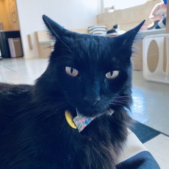 NEKO Cat Cafe - Cafes Near Me - Bellingham, Washington NEKO Cat Cafe - Cafes Near Me - Bellingham, Washington
