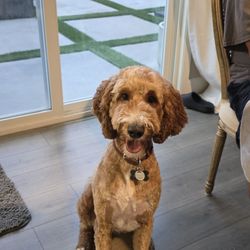 Muddy Paws Grooming - Great haircut by Alanna!!