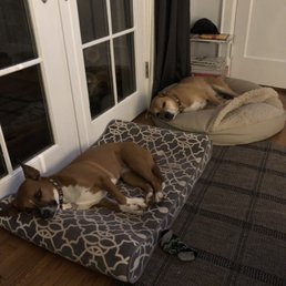 AFTER DOGS ALL DAY AFTER DOGS ALL DAY
