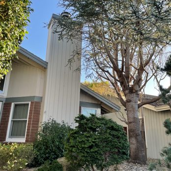 Apex Tree Care - After - Tree Services Near Me