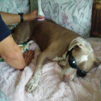 TaxiFurrPets - Pet Transportation Near Me TaxiFurrPets - Pet Transportation Near Me