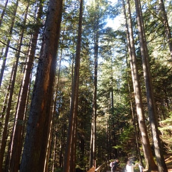 Lynn Canyon Park - Parks Near Me - North Vancouver, British Columbia