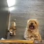 Photo of Dogtopia
