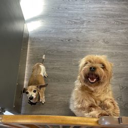 Dogtopia - Before picture