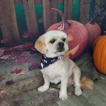 All Dogs Grooming Honolulu - 13 years old, Lhasa Apso, after grooming. Cut to owners specification. - Pet Groomers Near Me - Honolulu, Hawaii