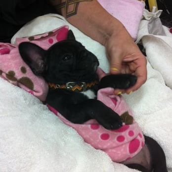 Peticures By Tess - Pet Groomers Near Me