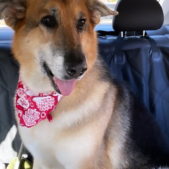 Sydnee’s Pet Grooming - Davis - Lexi girl after her groom - Pet Groomers Near Me - Davis, California Sydnee’s Pet Grooming - Davis - Lexi girl after her groom - Pet Groomers Near Me - Davis, California