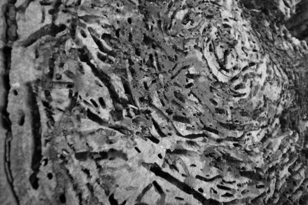 Toronto Island Park Olympic Island by null