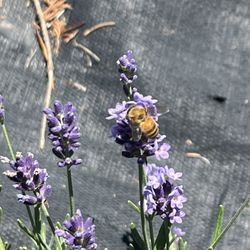 Peace Valley Lavender Farm