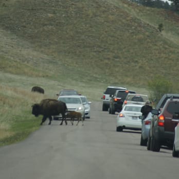 Custer State Park - Custer State Park - Parks Near Me - Custer, South Dakota