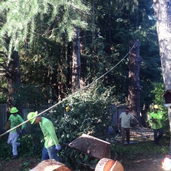 TreePro Professional Tree Care - 7-Trunks from Monterey PIne - Tree Services Near Me