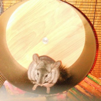 Chinchillasrus - Chinchilla sitting on a chin spin. - Pet Services Near Me - Trafalgar, Indiana Chinchillasrus - Chinchilla sitting on a chin spin. - Pet Services Near Me - Trafalgar, Indiana