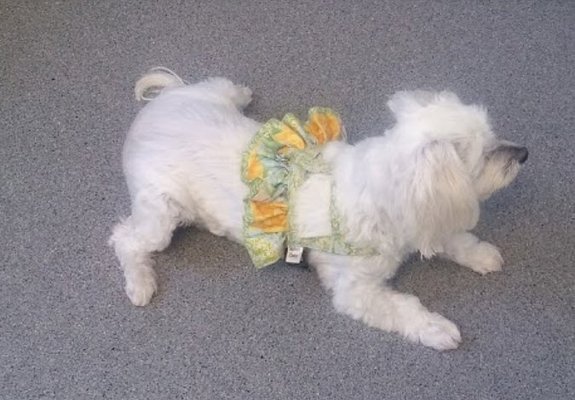 Rockacres Veterinary Hospital 8142 Salt Springs Rd Manlius Ny Veterinarians Mapquest