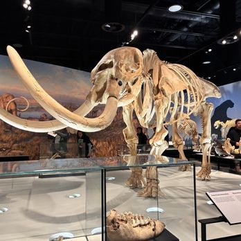 Royal Alberta Museum - Museums Near Me - Edmonton, Alberta