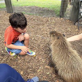 Zoological Wildlife Foundation - Capybara encounter - Zoos Near Me - Miami, Florida Zoological Wildlife Foundation - Capybara encounter - Zoos Near Me - Miami, Florida
