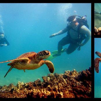 Limitless Dive Co. Maui - Scuba Diving Near Me Limitless Dive Co. Maui - Scuba Diving Near Me