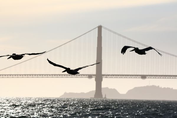 Crissy Field by null