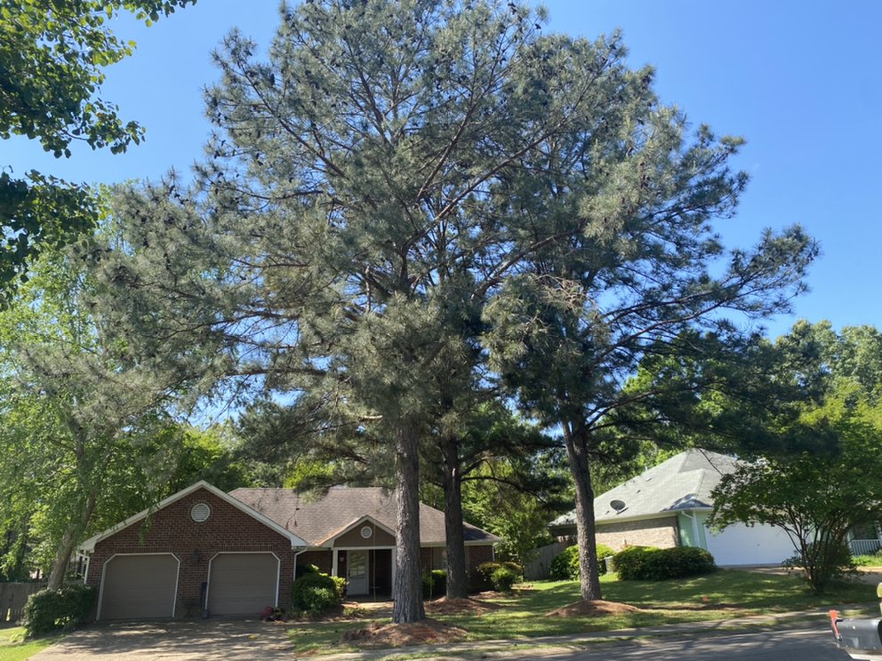 Dalton Tree Service - tree service in Pearl, MS