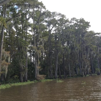 Ultimate Swamp Adventures - Trees. - Tours Near Me - Westwego, Louisiana Ultimate Swamp Adventures - Trees. - Tours Near Me - Westwego, Louisiana