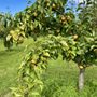Halmony Farms