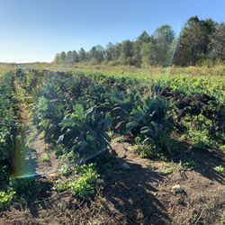 Gopal Farm Cape Cod