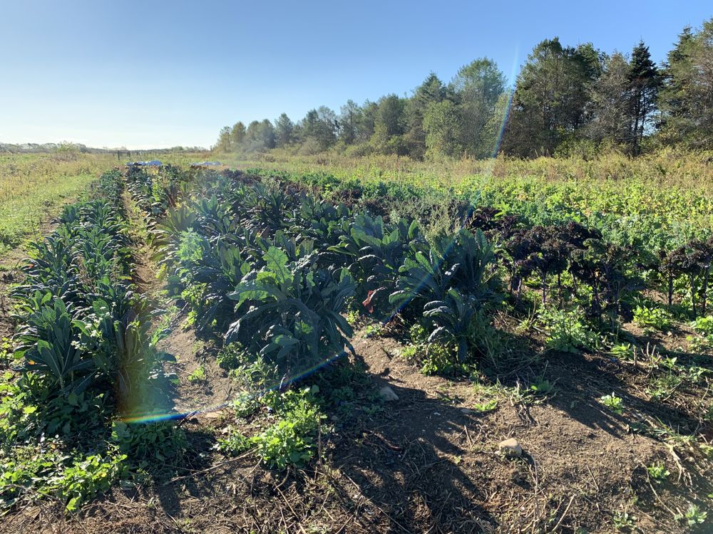 GOPAL FARM CAPE COD Updated October 2024 12 Photos 40 Country Farm Rd, Forestdale