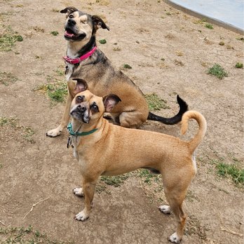 Pawsitivity Pets - Playing - Dog Walkers Near Me