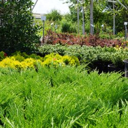 Rockwell Farms Nursery - Bushes in all colors and sizes.