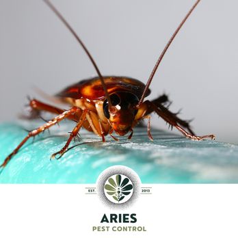 Aries Pest Control - Pest Control Near Me - Round Rock, Texas Aries Pest Control - Pest Control Near Me - Round Rock, Texas