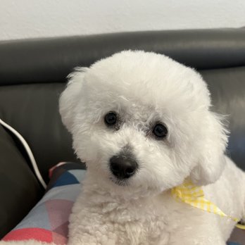 Bow Wow Care 101 - Sushi - Pet Groomers Near Me - Laguna Niguel, California