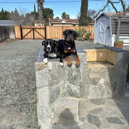 My dogs holding 'place'