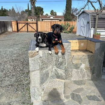 Gabby's Good Dogs - My dogs holding 'place' - Pet Training Near Me