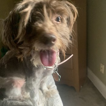 Sassy’s Professional Pet Grooming - After - Pet Groomers Near Me - Canton, Ohio
