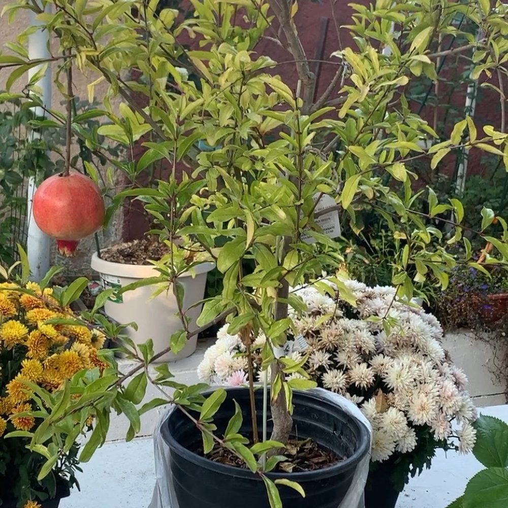 Mimosa Nursery - Dessertnyi Pomegranate $35 - Nurseries & Gardening Near Me - Anaheim, California Mimosa Nursery - Dessertnyi Pomegranate $35 - Nurseries & Gardening Near Me - Anaheim, California