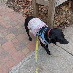 Fetch - My happy Fetch pack member!