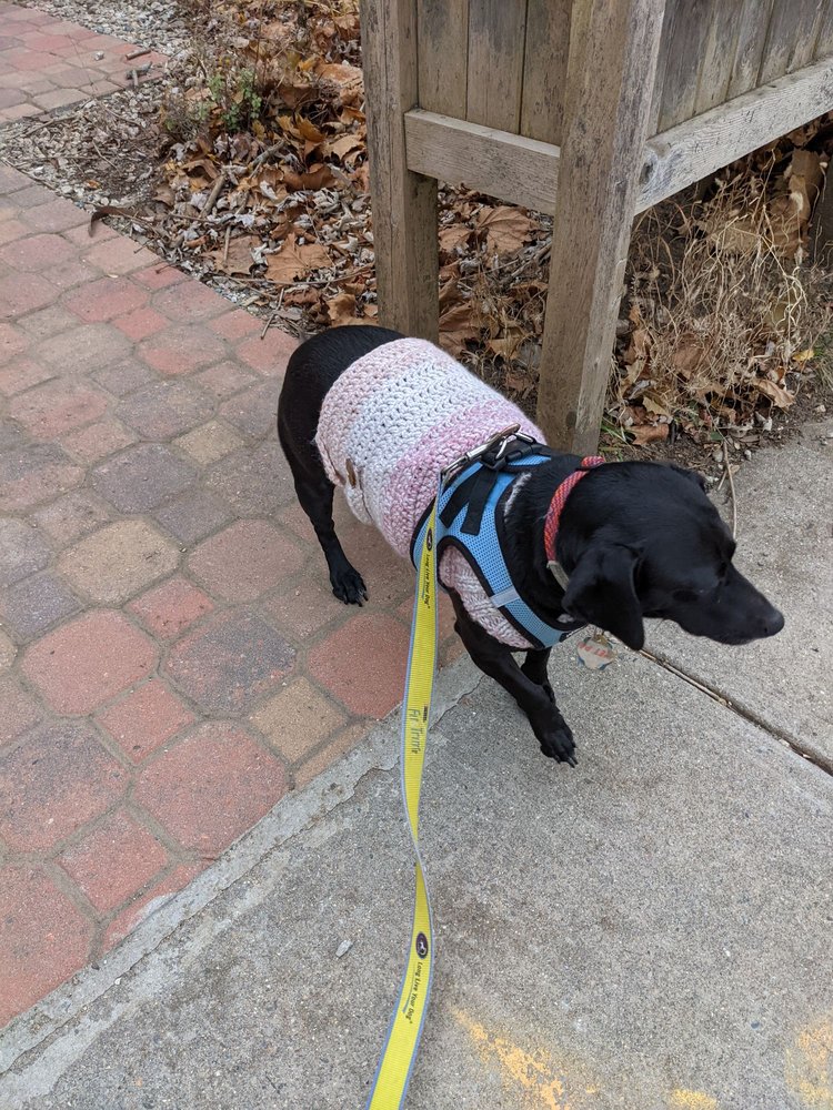 Fetch - pet boarding facility in Somerville, MA