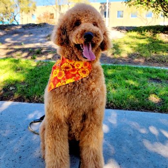 Reasons to Wag - Pet Groomers Near Me - Chula Vista, California Reasons to Wag - Pet Groomers Near Me - Chula Vista, California