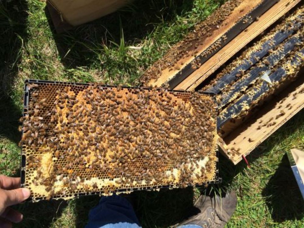 Garrett Bee Company - beekeeping in Lakehills, TX