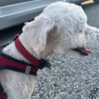 Fluffy Puppy - Pet Groomers Near Me - Pasadena, California Fluffy Puppy - Pet Groomers Near Me - Pasadena, California