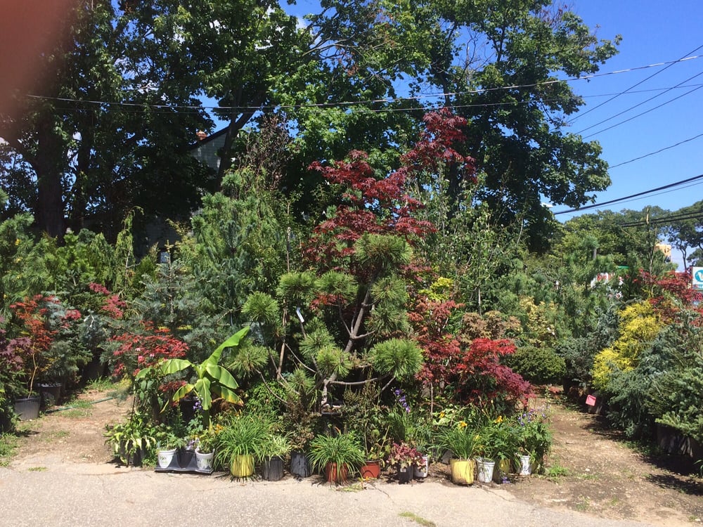 BELLMORE NURSERY & LANDSCAPE DESIGN Updated October 2024 220 Higbie