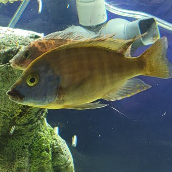 Dallas North Aquarium - Stringy white poop and bruised mouths. Both fish died. - Aquarium Services Near Me - Carrollton, Texas Dallas North Aquarium - Stringy white poop and bruised mouths. Both fish died. - Aquarium Services Near Me - Carrollton, Texas